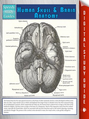 cover image of Human Skull and Brain Anatomy